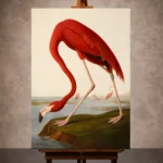 AJohn James Audubon merican Flamingo Famous Art Prints Canvas Print
