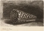 The Shell (Conus Marmoreus) by Rembrandt, a living room wall art print for refined interiors