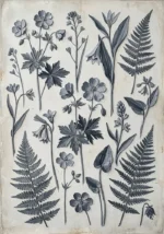 Graphite antique botanical drawings print featuring woodland flowers, fern fronds, and delicate stems for elegant interiors