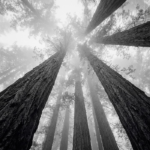 Graphite Museum black white photography prints featuring towering trees in misty forest fog with dramatic grayscale symmetry