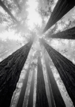 Graphite Museum black white photography prints featuring towering trees in misty forest fog with dramatic grayscale symmetry